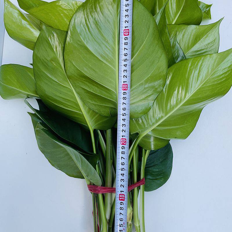大叶绿萝苗室内植物吸甲醛绿萝盆栽大型绿植可水培阳台客厅水土养