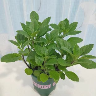 可食用漳州片仔癀草苗盆栽养生植物盆栽榨汁多年生泡茶饮品花草