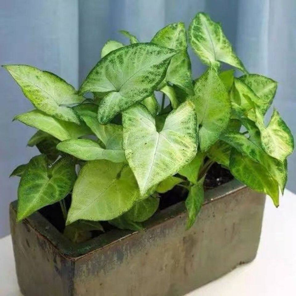 合果芋盆栽室内净化空气水养水培植物好养的四季常青绿植物白蝴蝶
