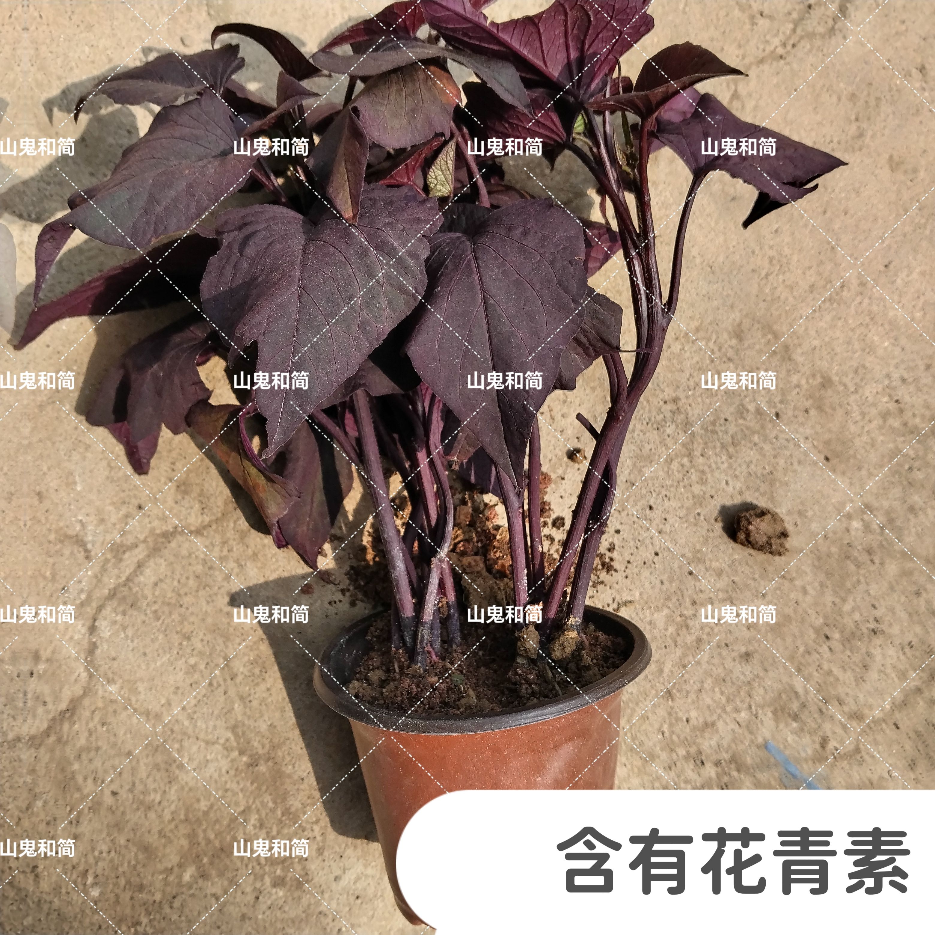 紫薯叶盆栽绿植土养四季食叶型品种好吃阳台庭院新手含有花青素稀