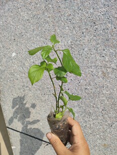 血通菜苗新鲜绿线叶宽叶十万错苗铁打草盗偷草野菜狗肝菜火锅蔬菜