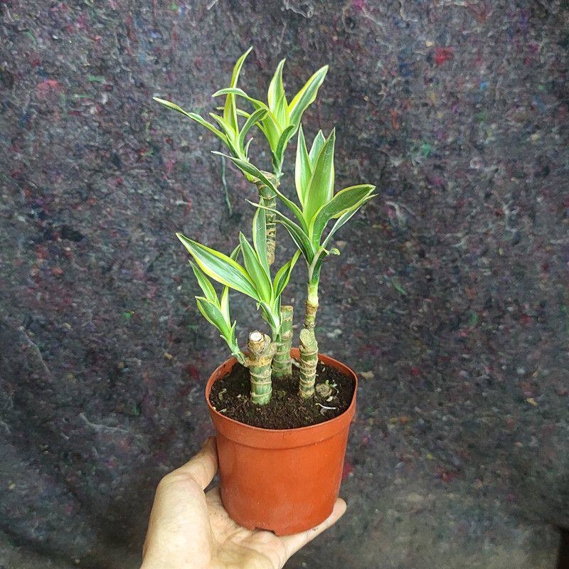 巴西美人铁盆栽室内桌面好养富贵竹造型植物盆景好养百合竹新房
