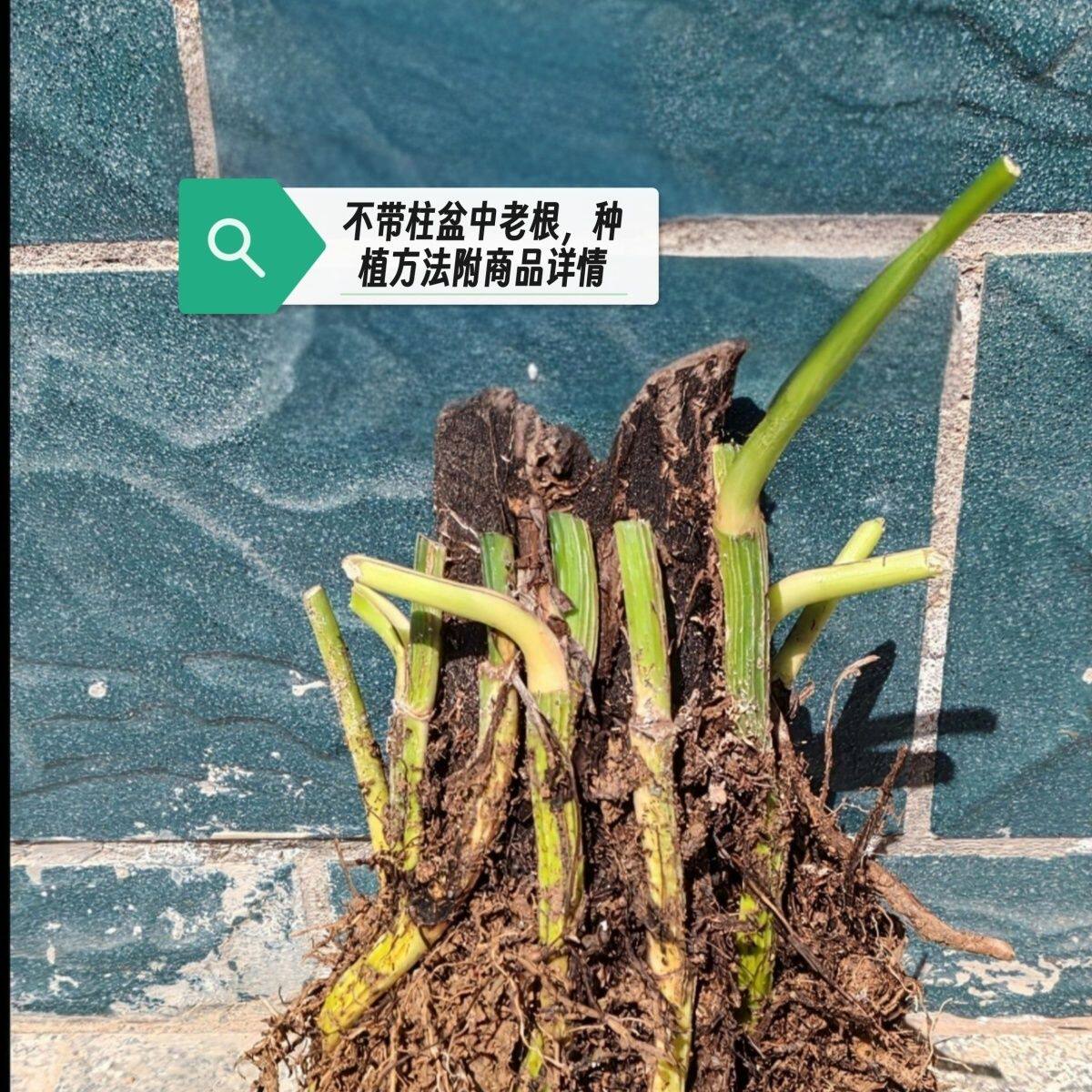 大叶绿萝盆栽大叶花卉植物盆栽除甲醛净化空气绿植盆栽直销diy卧
