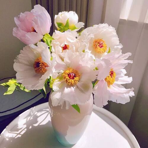 油画牡丹鲜花客厅牡丹鲜切花易养