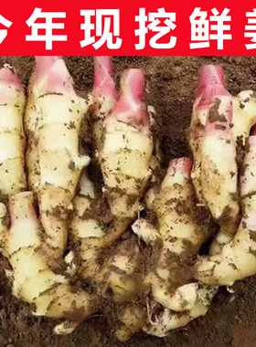 2025年现挖生姜新鲜大姜山东鲜黄姜脆嫩鲜姜红芽姜泡菜姜腌制咸菜