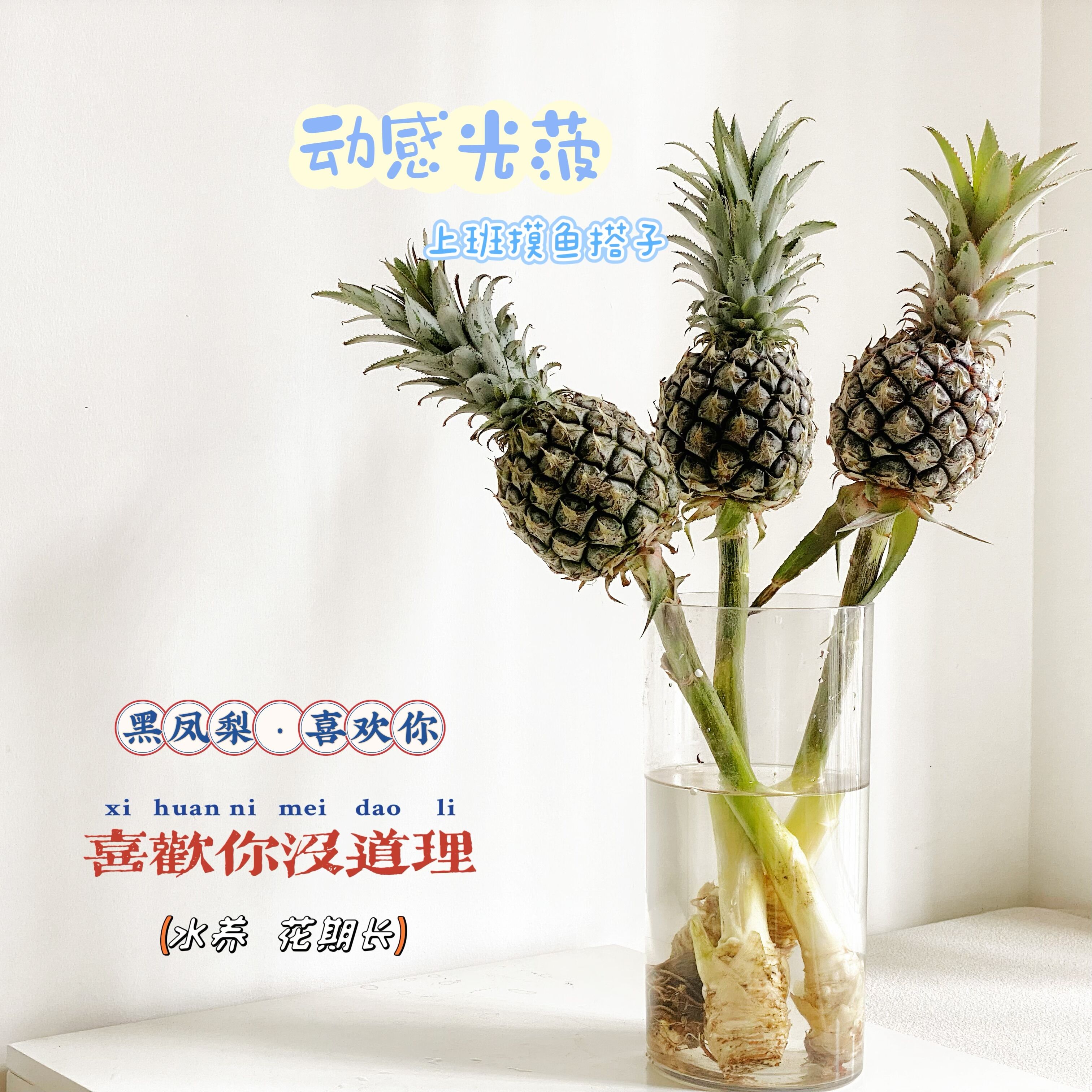 黑凤梨鲜切花菠萝水养带杆芭蕉