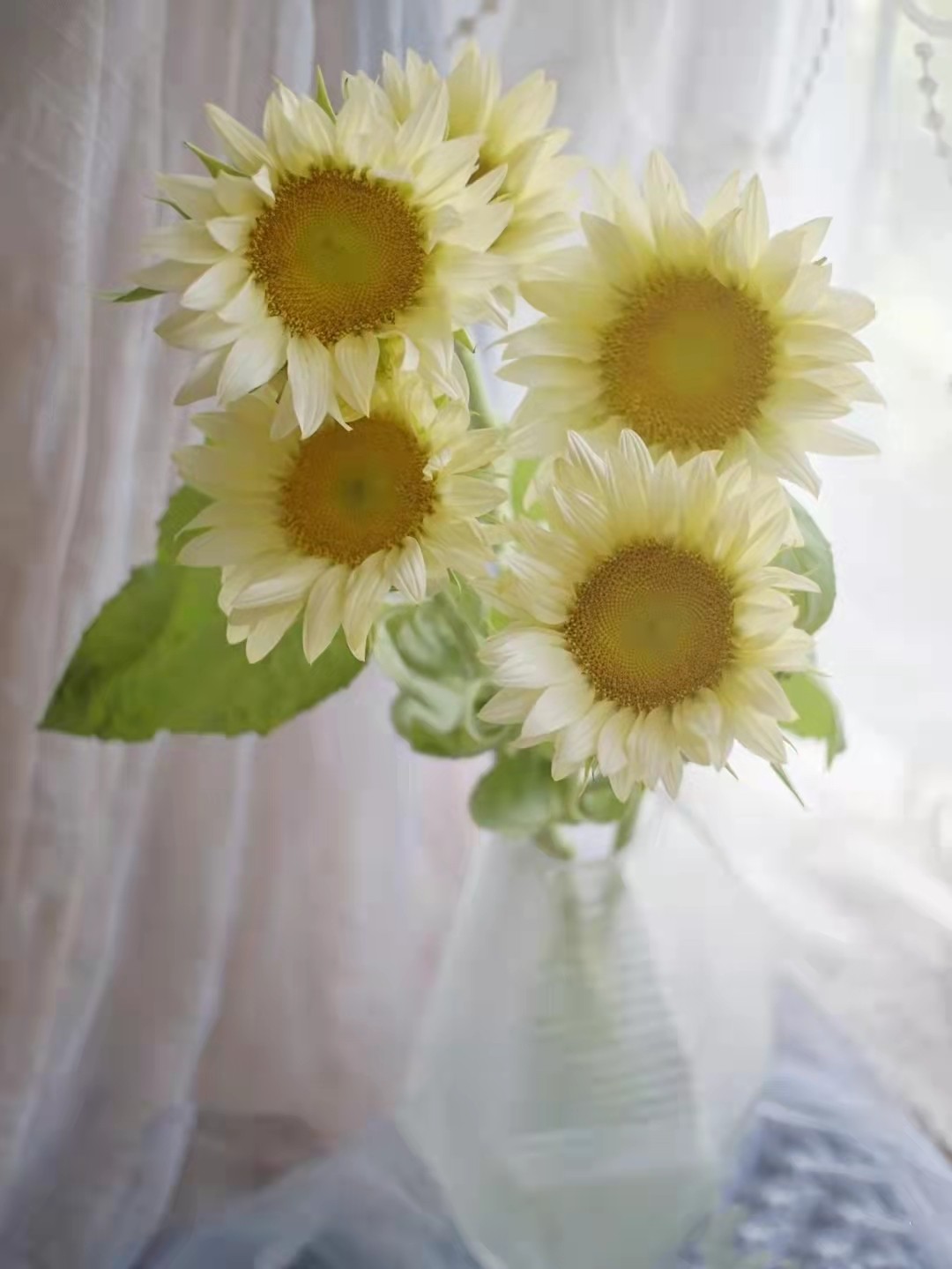 奶油向日葵太阳花新鲜鲜花切花家庭插花泰迪重瓣向日葵