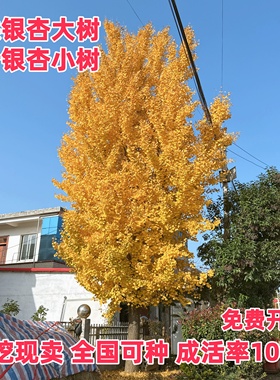 银杏树银杏树活苗金叶银杏小苗庭院别墅绿化银杏树苗行道树苗木