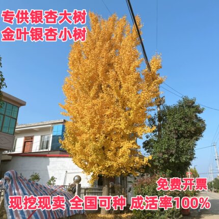 金叶银杏树苗 银杏树活苗带土 银杏树大树庭院 银杏小苗超优惠