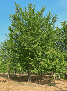 3一80公分银杏树大树金叶银杏小苗庭院别墅行道园林绿化工程苗木