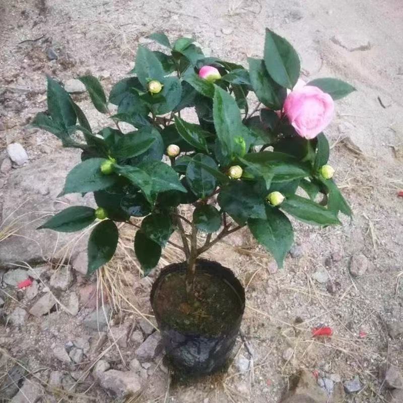 带花苞香妃山茶花树苗盆栽绿植