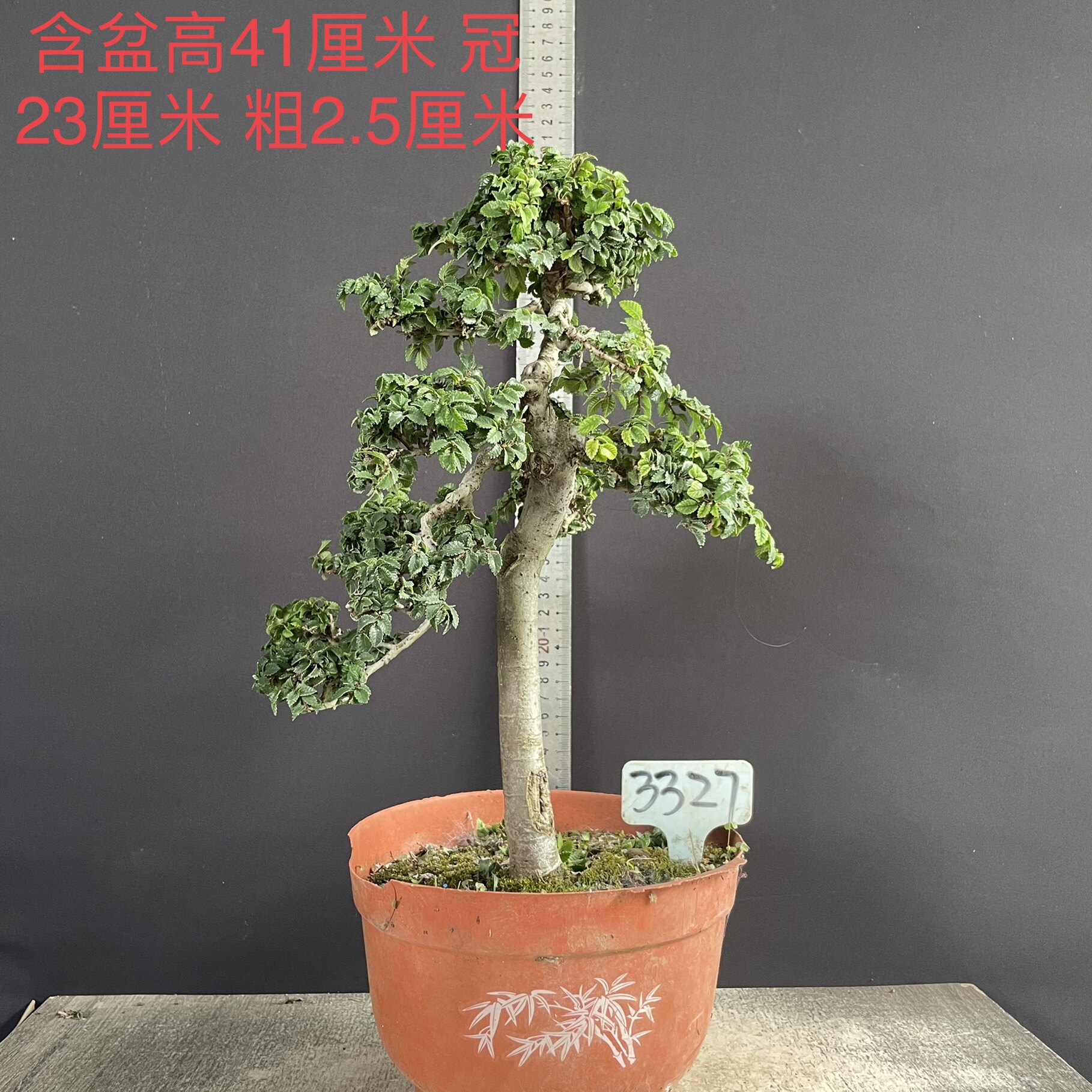 榆树盆景小叶榔榆微型老桩盆栽耐寒耐修剪阳台办公桌一物一拍