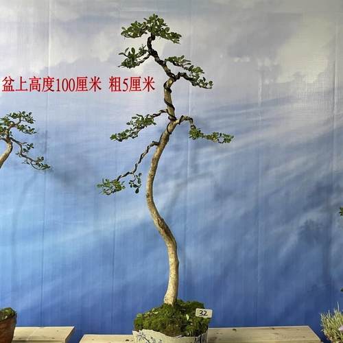 实物瓜子黄杨 盆景 文人盆景 树桩雀舌黄杨室内盆栽盆景按图实物