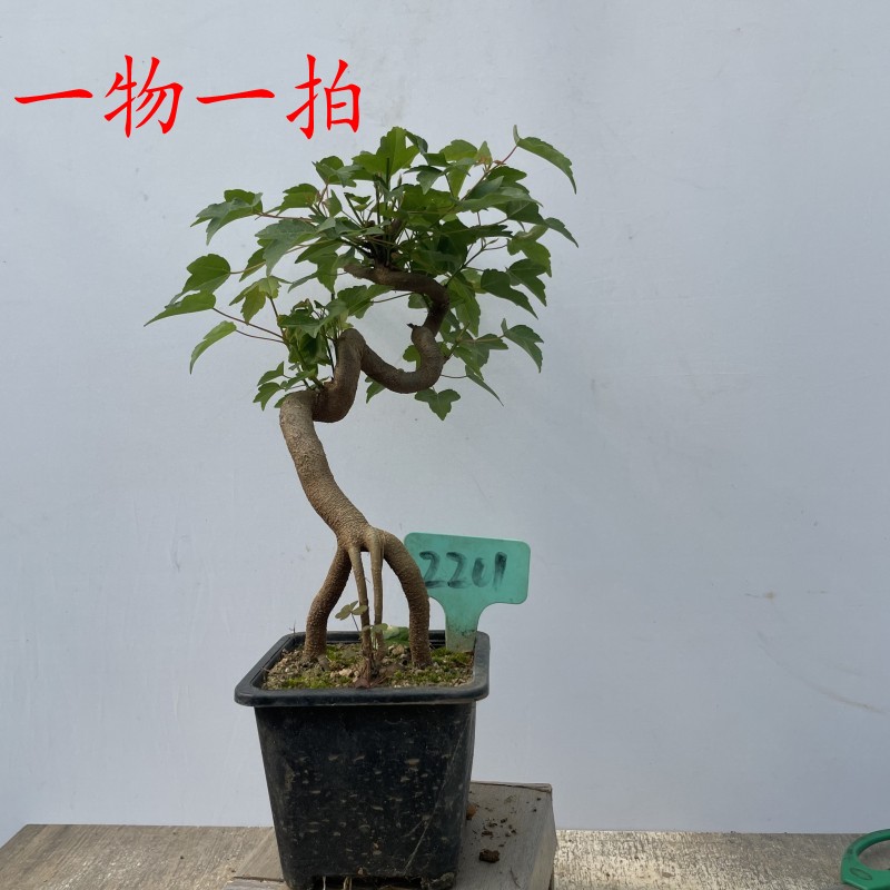 唐枫盆景老桩三角枫盆栽观叶植物室内办公桌花卉净化空气一物一拍