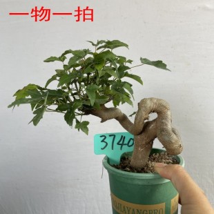 三角枫造型盆景唐枫老桩微型盆栽阳台办公桌观叶耐寒好养一物一拍