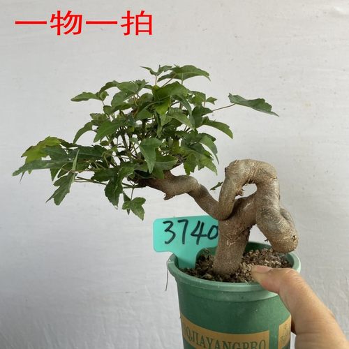 三角枫盆景唐枫老桩微型盆栽