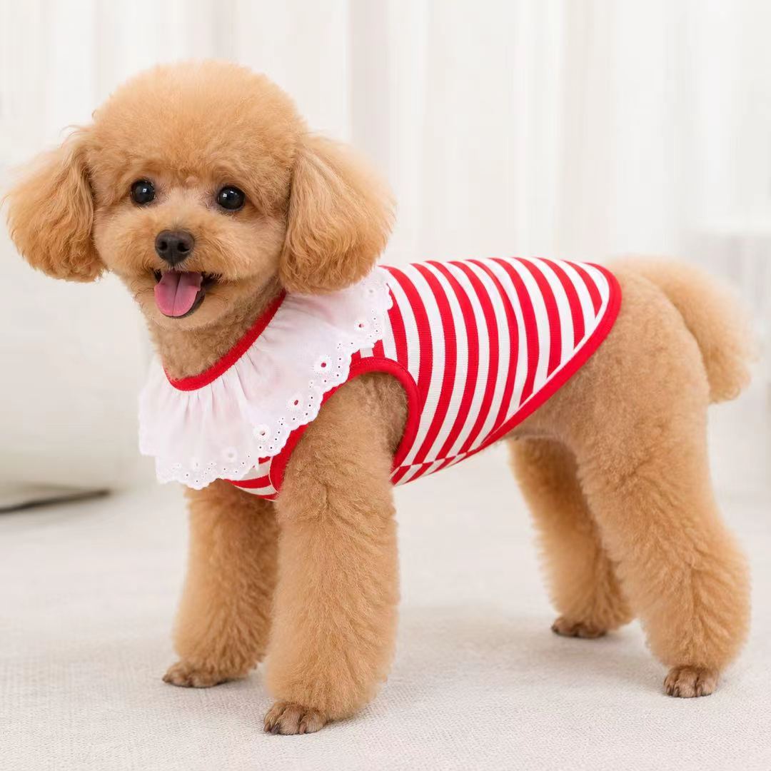 狗狗条纹蕾丝领宠物衣服泰迪比熊博美猫咪背心带牵引环狗衣服秋季