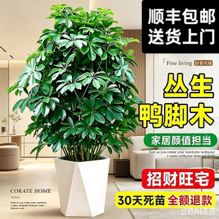 鸭脚木盆栽客厅八方来财树苗七叶莲绿植室内大型植物发财树鹅掌木