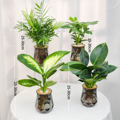 家居四件套鸭脚木净化空气椰子
