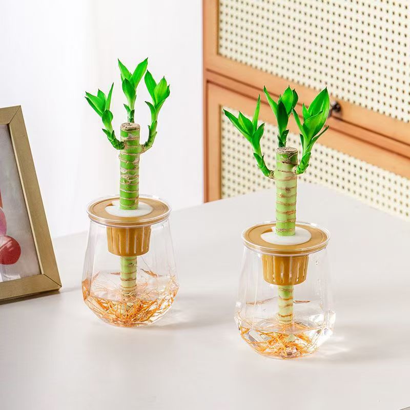 富贵竹盆栽招财荷花竹绿植