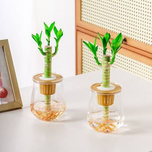 富贵竹盆栽招财荷花竹绿植