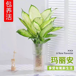 水培植物玛丽安盆栽万年青富贵竹室内客厅耐阴绿植净化空气好养户