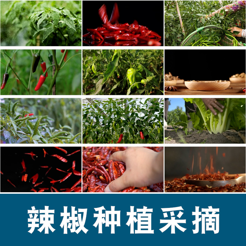 晾晒红辣椒小米农业种植收获采摘青辣椒抖音视频高清实拍素材剪辑