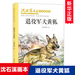 退役军犬黄狐/沈石溪画本彩图版动物小说故事书大自然生命教育主题读物青少年成长励志儿童文学三四五六年级小学生课外阅读书籍