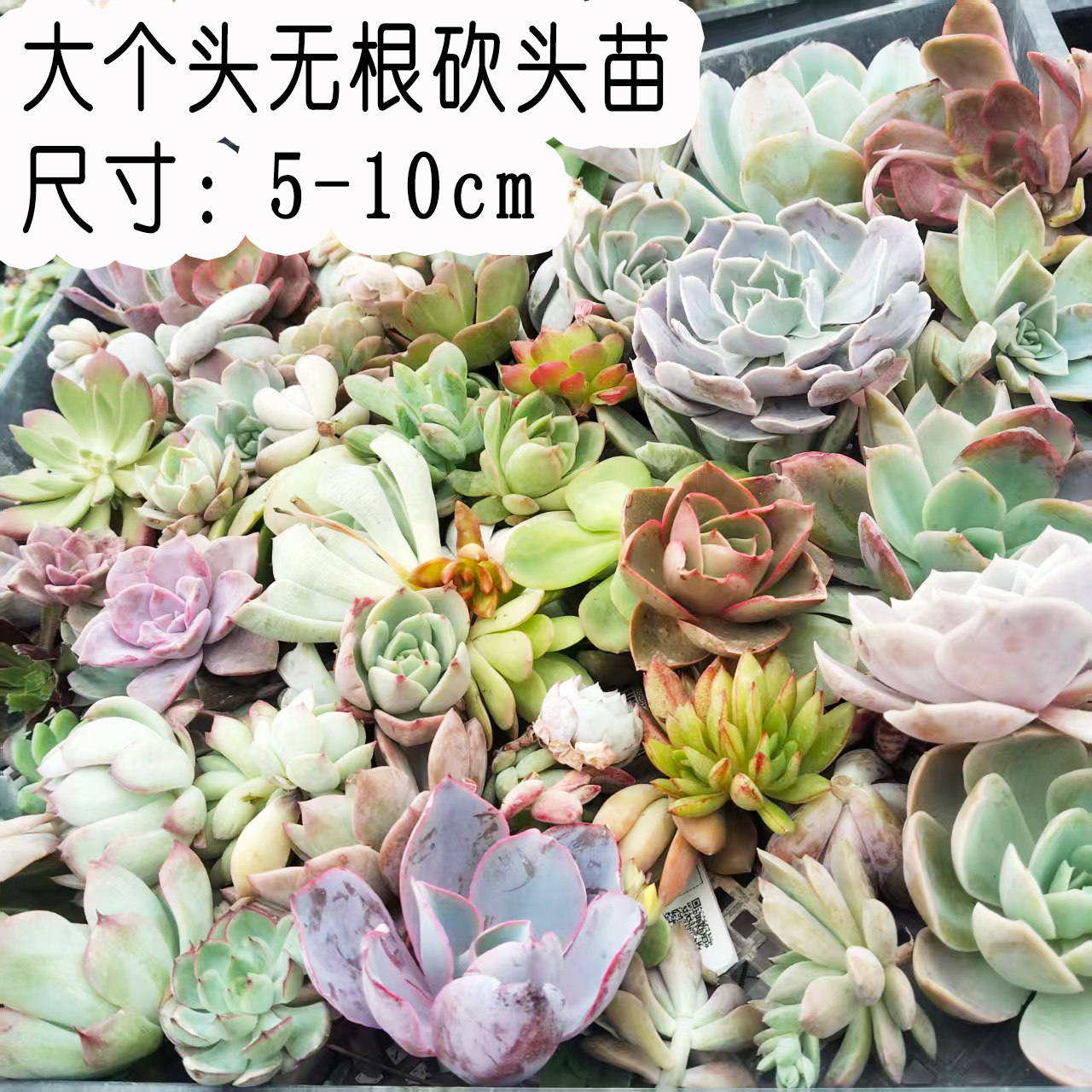 高品质！多肉植物无根砍头苗 大头5cm以上种苗 懒人盆栽好养活