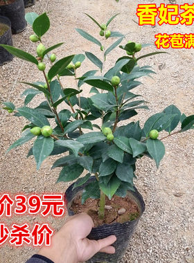香妃茶花阳台香妃满树花苞