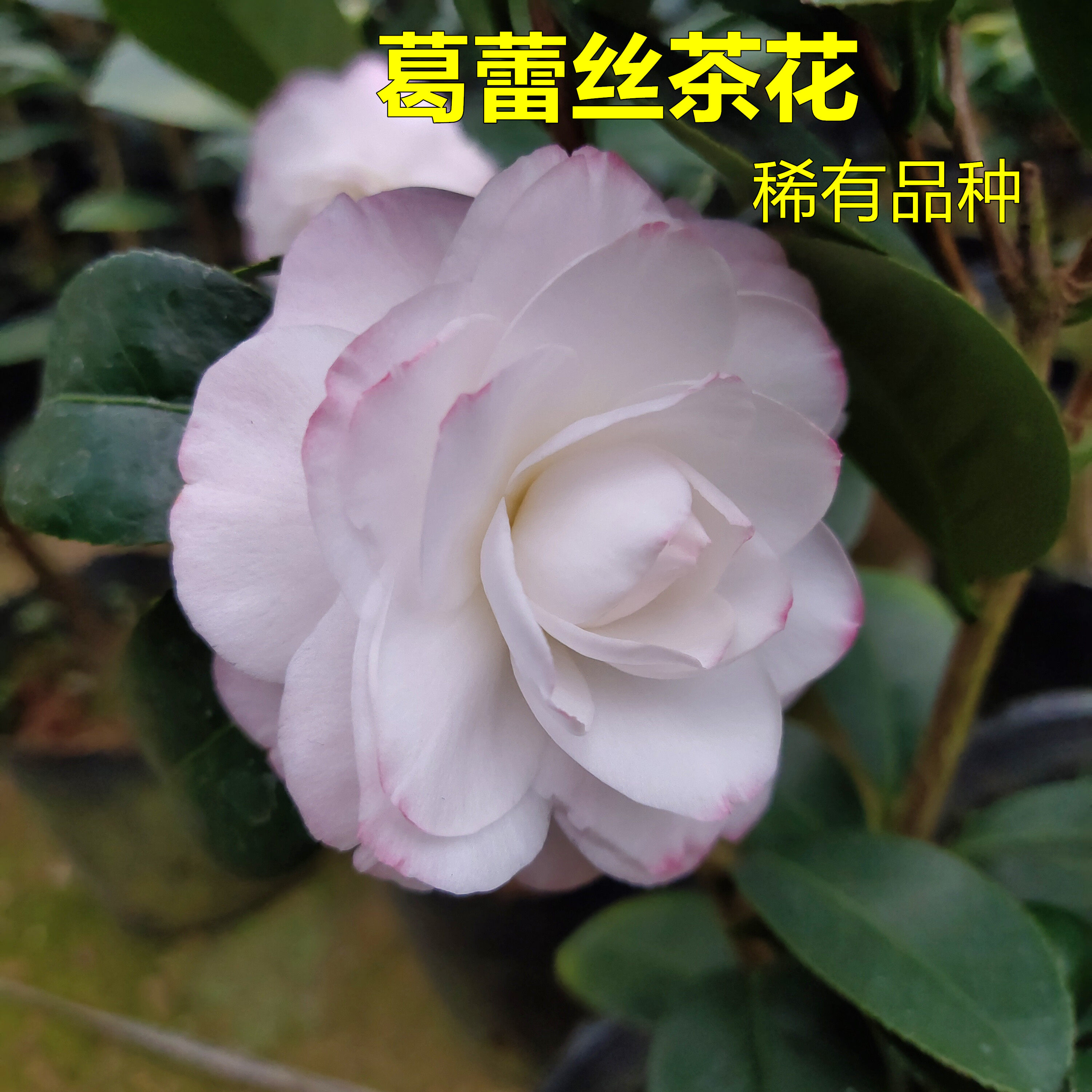 葛蕾丝茶花六角奥伯顿福建龙岩名贵花卉高档阳台绿植白底粉边仙气