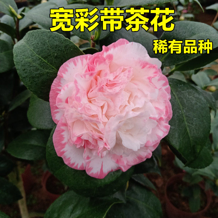 宽彩带茶花原生苗稀有品种女皇二号白衣大皇冠正宗福建龙岩花卉盆