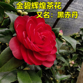 黑赤丹茶花树又名金碧辉煌花开黑红色重瓣大花稀有耐寒耐热带花苞