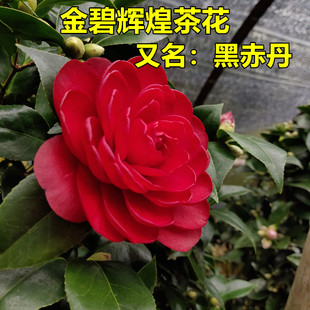 黑赤丹茶花树又名金碧辉煌花开黑红色重瓣大花稀有耐寒耐热带花苞