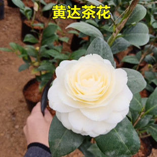 黄达茶花树苗开黄色的花名贵稀有品种阳台花坛绿植盆栽好养活福建