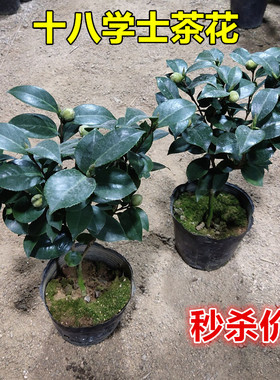 十八学士茶花秒杀价多色系开花玲珑美长的慢福建原盆原土发货