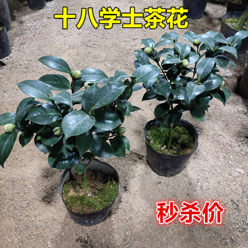 十八学士茶花秒杀价多色系开花玲珑美长的慢福建原盆原土发货