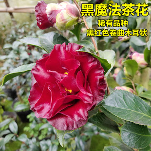 黑魔法茶花盆栽奇特精品黑红蜡质感卷曲木耳状阳台花坛庭院绿植物