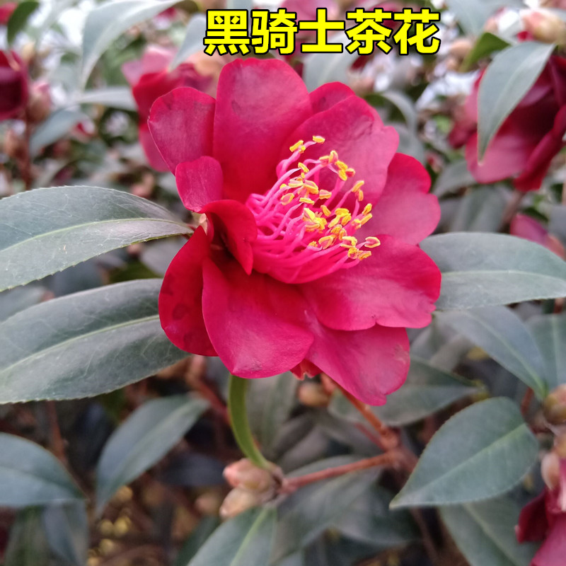 黑骑士茶花稀有品种正宗黑色系名贵嫁接阳台庭院福建树苗盆栽花卉