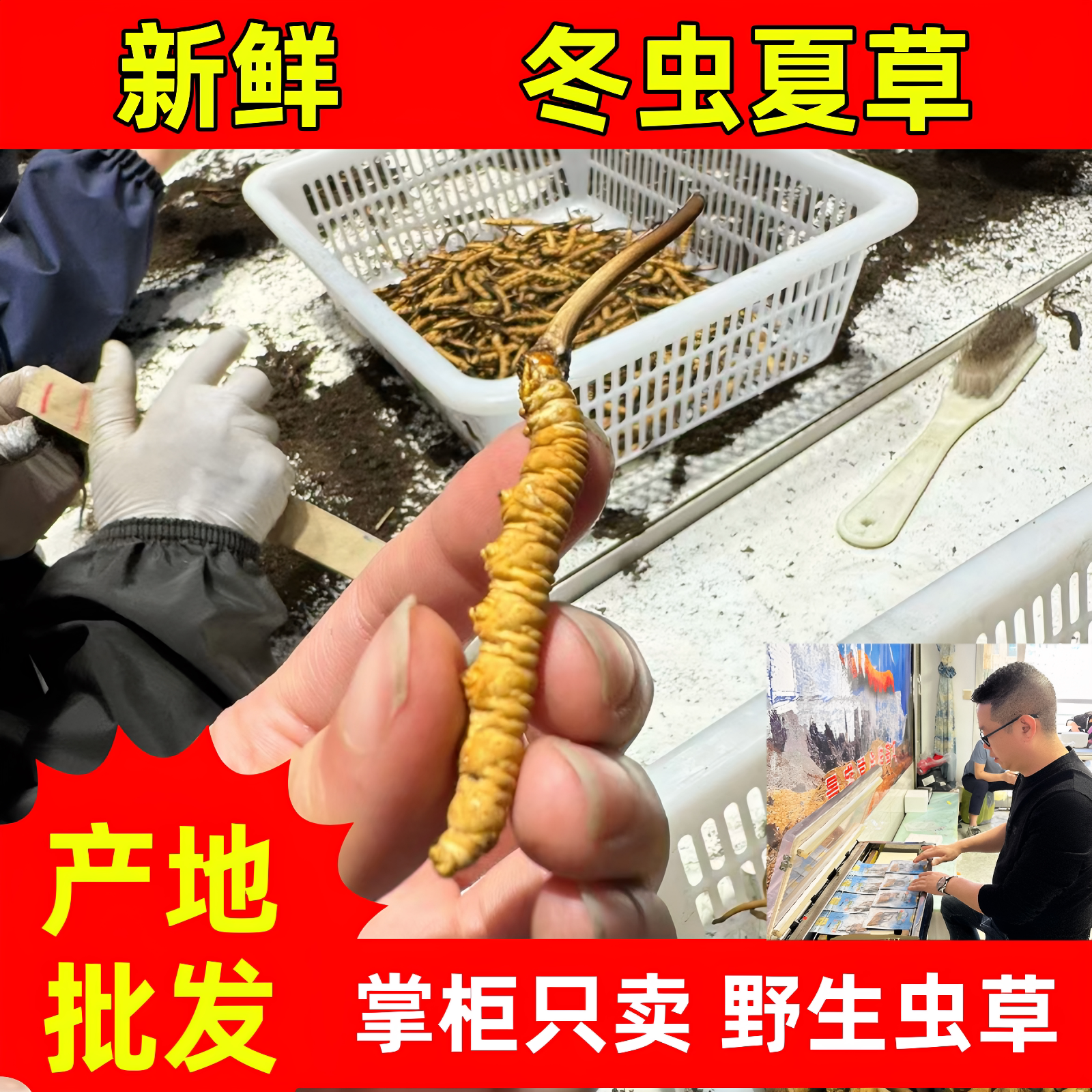 高海拔天然精选头期果洛正品新鲜冬虫夏草非西藏那曲虫草送礼滋补