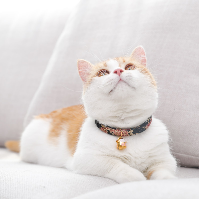 带铃铛日本小猫猫脖子饰品项圈