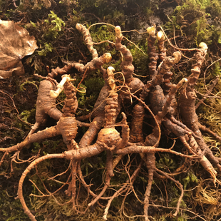 长白山生新鲜林下籽参放山货池底参籽参老人参林下参池床参残参肢