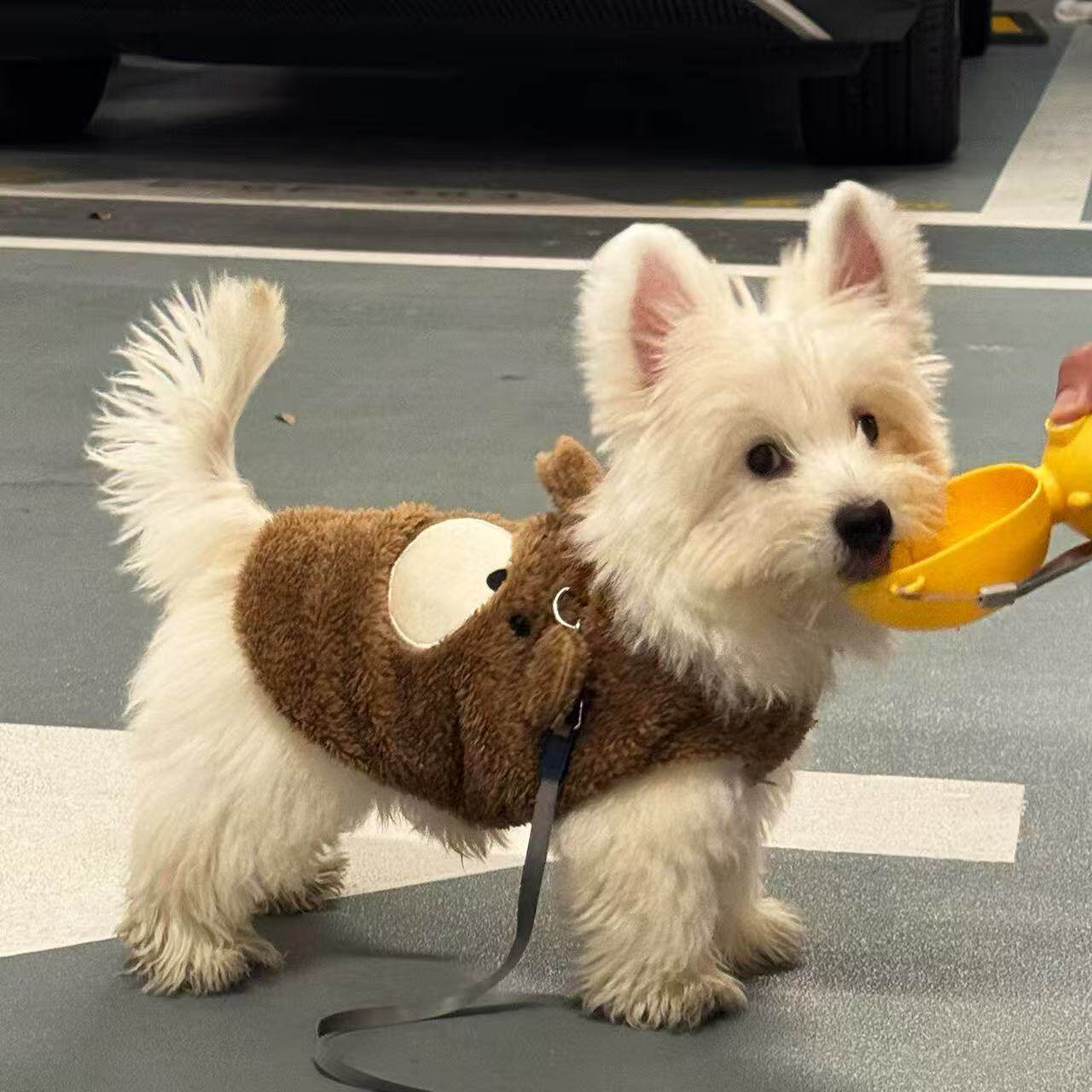 小型犬冬季保暖厚款牵引马甲