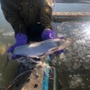 2025新鲜淡水鱼黑龙江特产兴凯湖大白鱼