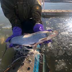 2025新鲜淡水鱼黑龙江特产兴凯湖大白鱼