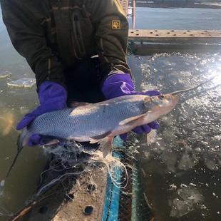 2025新鲜淡水鱼黑龙江特产兴凯湖大白鱼