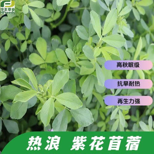 热浪紫花苜蓿种子高品质非秋眠