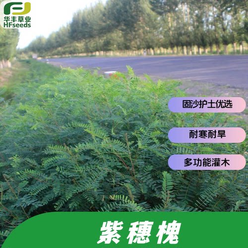 紫穗槐种子园林绿化固沙护土优选