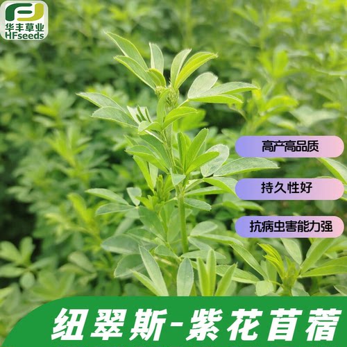纽得利紫花苜蓿高品质苜蓿品种