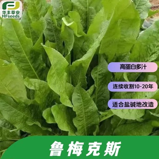 鲁梅克斯种子多年生蓼科高蛋白多汁抗寒耐旱耐盐碱收割10-20年